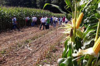 Catálogo Delagro de sementes de millo forraxeiro 2020: Variedades adaptadas ás necesidades de cada granxa