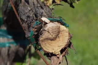 Claves para previr as enfermidades da madeira en viñedo