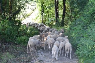 Gandaría ovina e caprina, un sector en retroceso en Galicia, pero con grande potencial