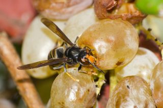 Á vespa velutina tamén lle gusta as uvas galegas
