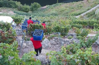 Xornada este venres sobre os viños da provincia de Lugo