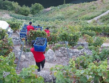 Xornada este venres sobre os viños da provincia de Lugo