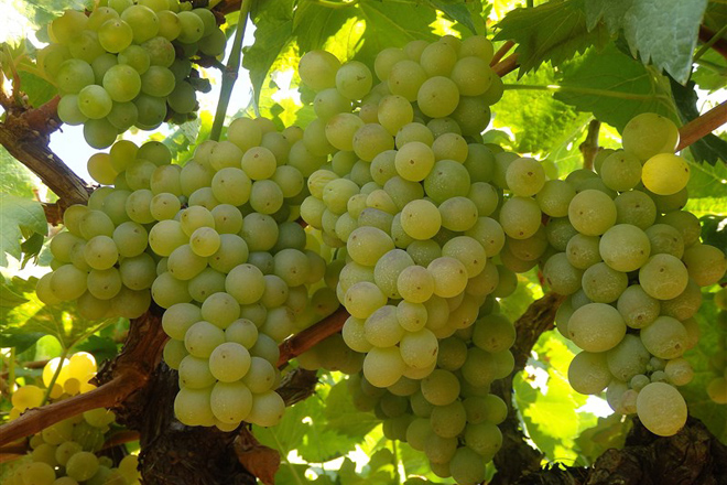 Aumenta la deshidratación de las uvas y el grado alcohólico con el tiempo seco y soleado