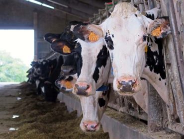 “Un incremento de tres céntimos no prezo final do leite aliviaría o problema das tres partes: gandeiros, industrias e distribución”