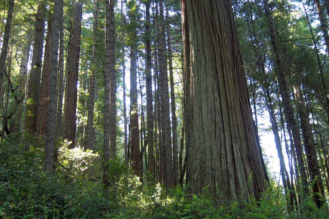 Posibilidades productivas de la sequoia en Galicia