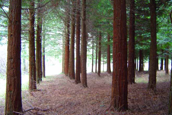 Experiencias de Lourizán con el pino de Oregón y con la sequoia