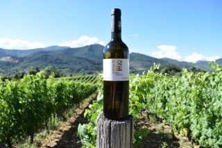 Casal Novo: A historia de 5 socios que se uniron para producir o mellor viño de Valdeorras