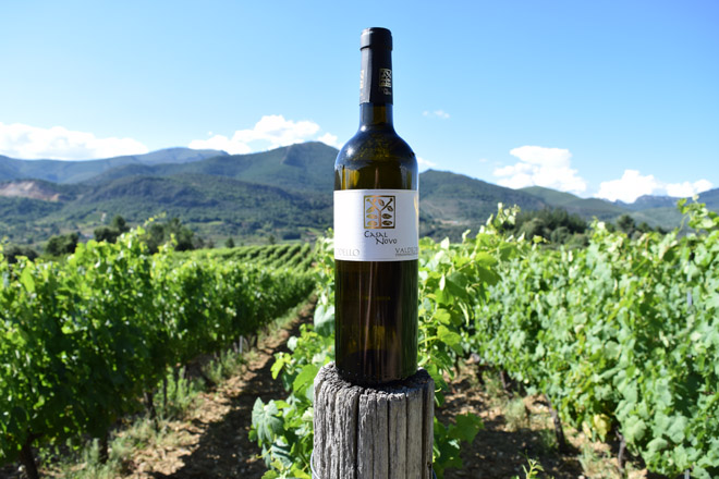 Casal Novo: La historia de 5 socios que se unieron para producir el mejor vino de Valdeorras