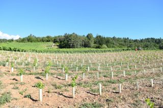 Convocadas as axudas para reestruturación e reconversión do viñedo en Galicia