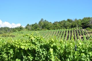 Curso gratuíto de técnicas de cultivo da viña en Galicia