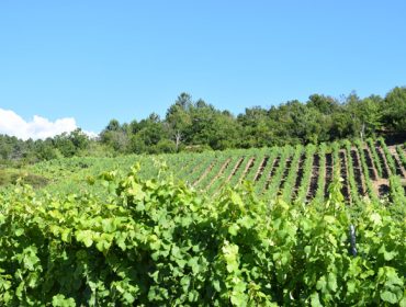 Nutrición sustentable en viticultura: O papel fundamental do solo na calidade do viño