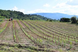 España aproba o programa de axudas do sector vitivinícola para o novo período da PAC