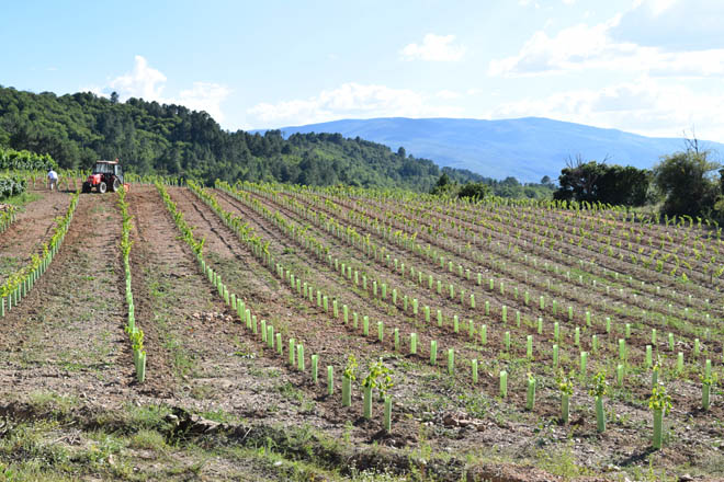 O Goberno aproba cambios nas autorizacións de novas plantacións de viñedo
