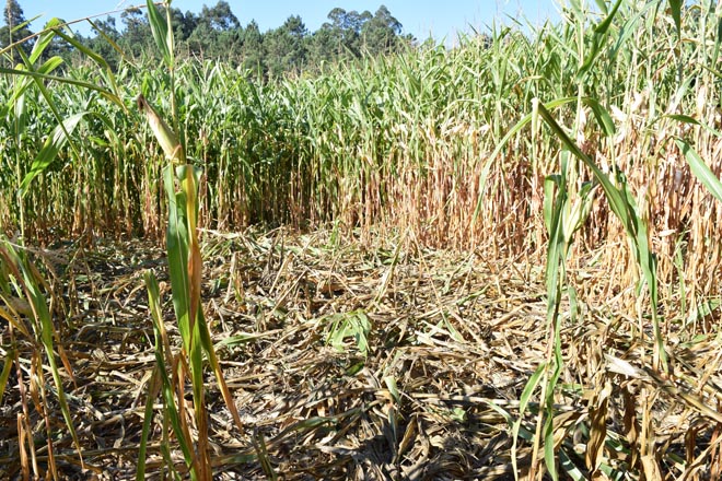 Unións insta a los tecores a hacer acechos para el control del jabalí ante los primeros daños en el maíz
