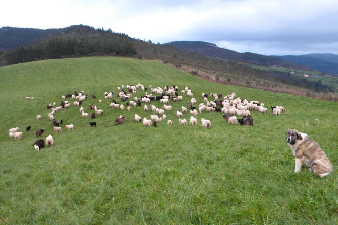 Un total de 225 granxas de ovino e cabrún galegas recibirán axudas pola Covid
