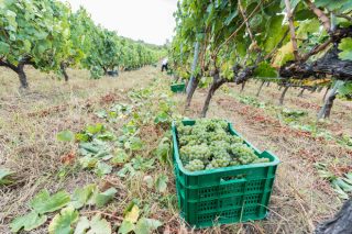 A DO Monterrei acada a súa mellor vendima con 5,59 millóns de quilos de uva