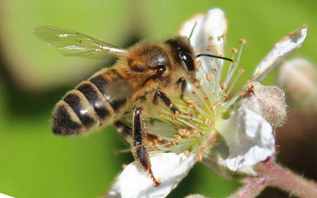 Curso sobre alimentación das abellas nas Pontes