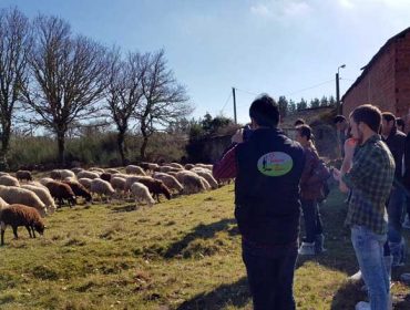 Medio Rural da Deputación de Lugo renova o apoio ás gandeirías de ovino e caprino a  través de Ovica