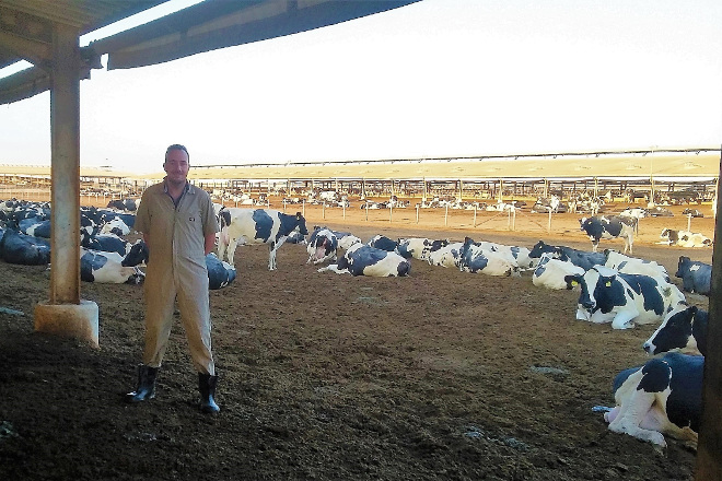 Un galego á fronte dunha das maiores granxas de vacún de leite de Arabia Saudita