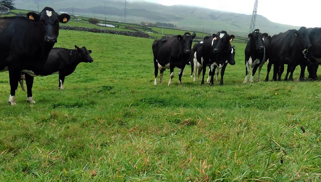 Medir e reducir as emisións, os novos horizontes da gandería de vacún de leite