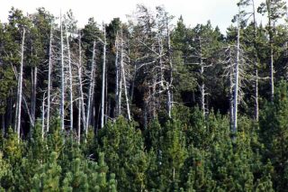 O monte galego alberga 6 millóns de árbores mortas