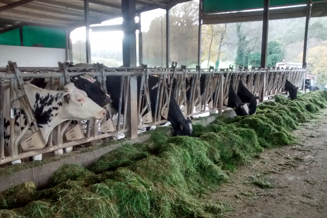 Prácticas sinxelas para reducir a pegada de carbono nas ganderías de vacún de leite