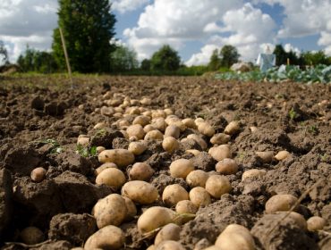 Enquisa aos produtores de pataca de Galicia para mellorar as técnicas de cultivo