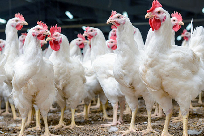 Fuerte caída de la rentabilidad para los productores de pollo debido al cierre de la hostelería y al encarecimiento del pienso