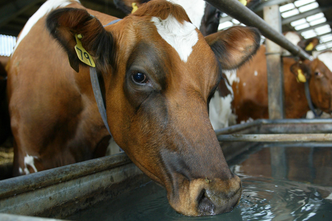 Que se pode facer para reducir o estrés por calor nas vacas de leite?