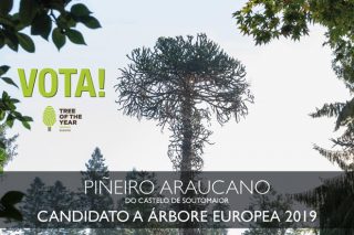 O piñeiro araucano de Soutomaior, candidato a árbore europea do ano