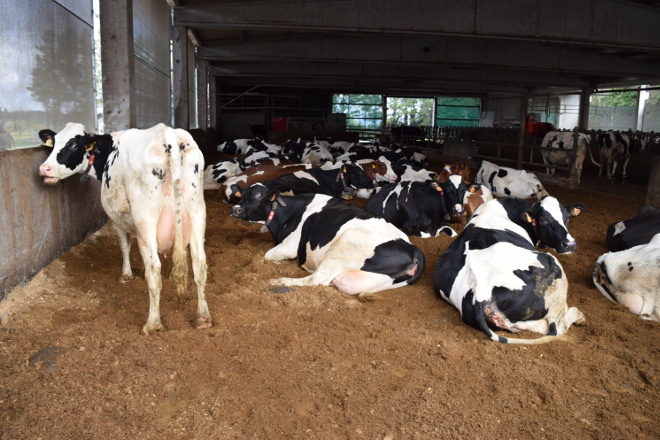 10 claves para trabajar con camas de compost en granjas de vacuno de leche