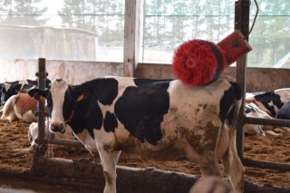 Publicada unha guía informativa sobre a nova normativa das granxas de gando bovino