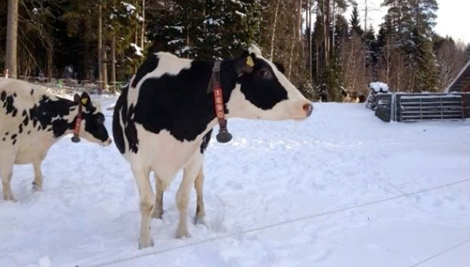 ¿Como traballan en Suecia para reducir o uso de antibióticos en vacún de leite?