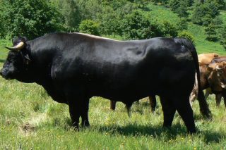 3.000 kilos de carne de boi galego serán degustados nas xornadas gastronómicas de Allariz