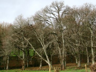 “O obxectivo é ter dentro de 10 ou 15 anos pés madeirables de carballo e castiñeiro en Galicia”