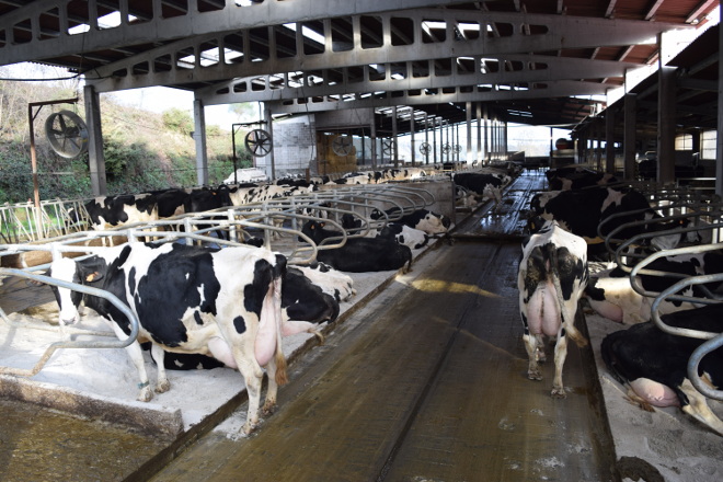 Las entregas de leche suben en Galicia un 1,53% en el primer trimestre mientras que en el resto de España bajan un 1,67%