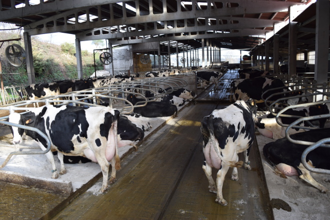 As entregas de leite soben en Galicia un 1,53% no primeiro trimestre mentres que no resto de España baixan un 1,67%
