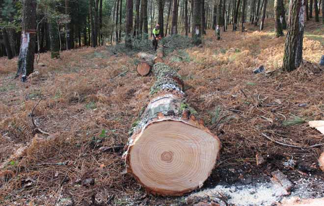 Lourizán analiza la  compatibilidad del aprovechamiento de la resina de pinos con el uso maderero