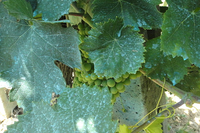 ¿Es un problema la acumulación de cobre en los viñedos?