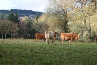Indignación nos gandeiros portugueses polo veto da Universidade de Coimbra á carne de vaca