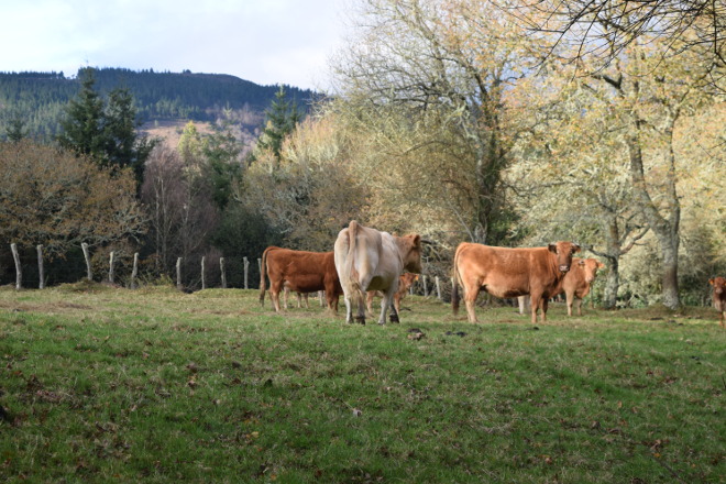 Indignación en los ganaderos portugueses por el veto de la Universidad de Coímbra a la carne de vaca