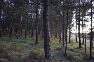 A Xunta subastará en setembro 61 lotes de madeira de piñeiro por máis de 2,5 millóns de euros