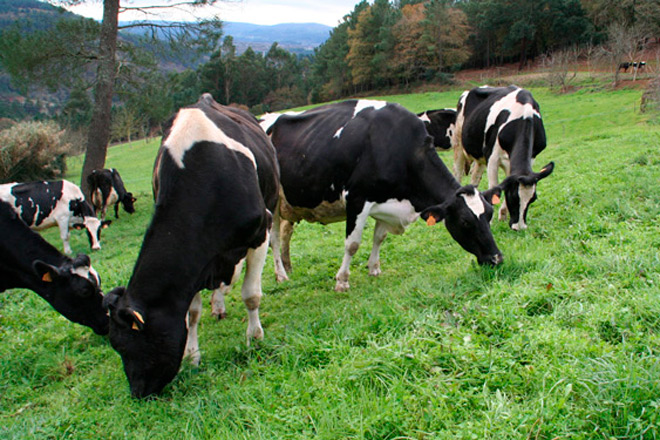 Jornada de iniciación al pastoreo en ganado vacuno de leche