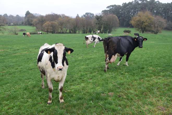 El Sindicato Labrego cuestiona las cláusulas de costes en los contratos de la leche