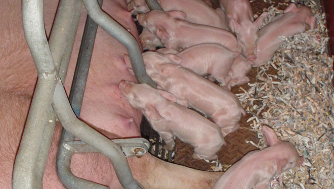 ¿Cómo mejorar la salud intestinal en el ganado porcino?