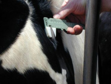 A FRUGA denuncia falsos positivos na campaña de saneamento da tuberculose bovina