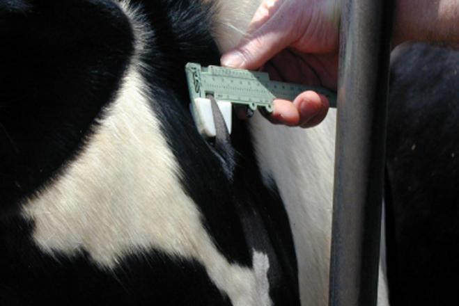 Galicia, declarada zona libre de tuberculose bovina