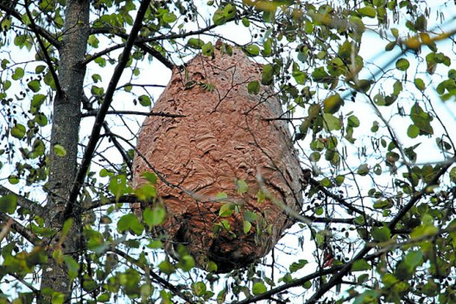 Jornadas sobre la vespa velutina y alternativas a la miel en el CFEA Lourizán