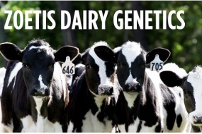 Clarifide Plus, o programa de avaliación xenómica para vacún de leite, xa dispoñible a través dun clic