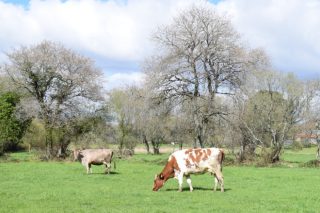 As cooperativas galegas estudan a continuidade da súa organización de produtores de leite